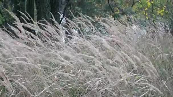 Rüzgarda Kurumuş Çimenler Doğal Manzara — Stok video