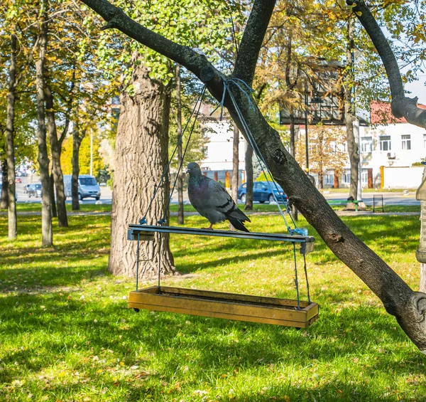 Pomba em um alimentador de pássaros em um parque público . — Fotografia de Stock