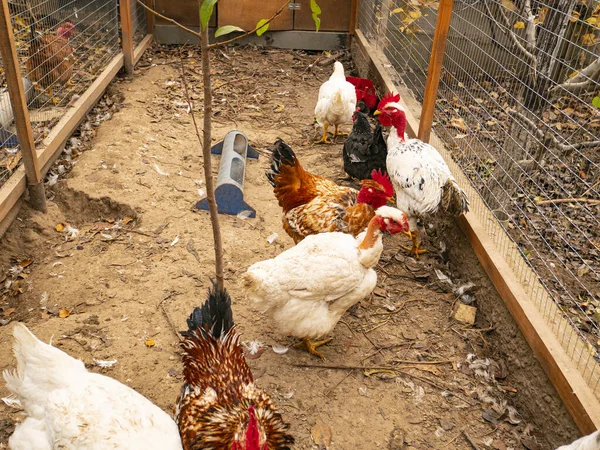 Chicken in a corral from the net. — Stock Photo, Image
