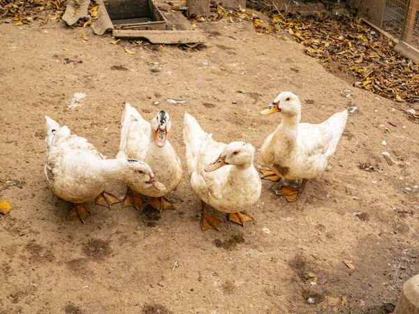 Patos brancos na fazenda . — Fotografia de Stock