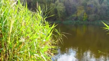 Reed güneşte sonbahar gölünün kıyısında.