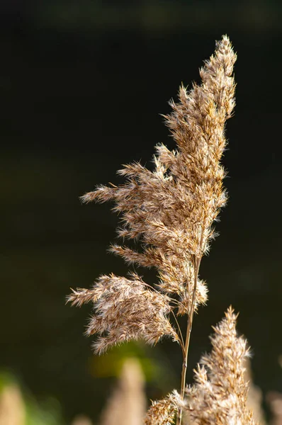 Watercane seeds in the sun. — Stock Photo, Image