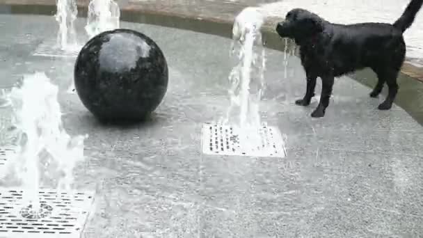 公園の噴水には黒いラブラドールの犬風呂があります ペット 動物だ 市の噴水 ビデオだ 犬の顔 黒コートの色 — ストック動画