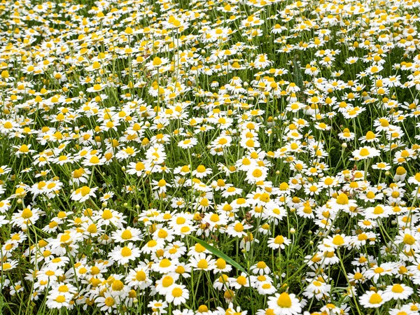 Field White Wildflowers Daisies Summer Day Background Image Outdoors Admire — Stock Photo, Image