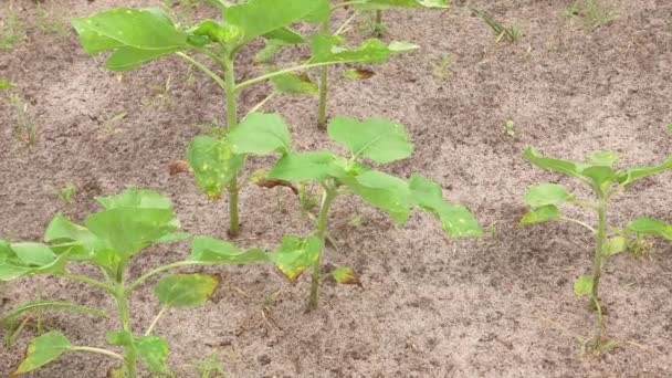 Campo Fazenda Brotos Girassóis Verdes Jovens Vento Agricultura Tiros Primavera — Vídeo de Stock