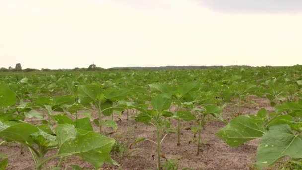 Campo Fazenda Brotos Girassóis Verdes Jovens Vento Agricultura Tiros Primavera — Vídeo de Stock