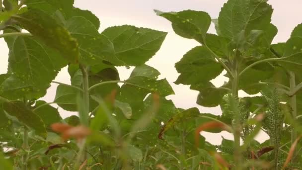 風の中で若い緑のひまわりの苗の畑 春の芽 農業分野 ビデオだ 曇りの空 収穫だ 現場での仕事 — ストック動画