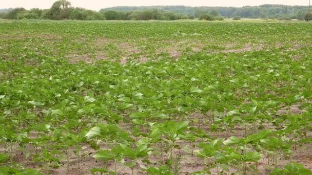 Farmářské Pole Výhonků Mladých Zelených Slunečnic Větru Zemědělství Jarní Výhonky — Stock video