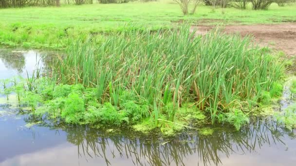 在湖面上的芦苇岛上 自然景观 天空在水中的反光 天然水库 水上植物 钓鱼的地方 — 图库视频影像