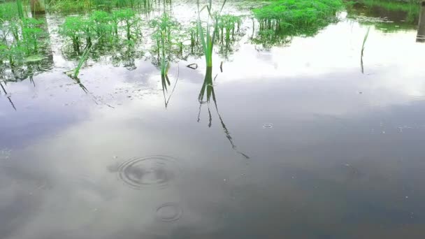 湖の水面に雨が降る 雨の日だ 自然の風景 水の中の空の反射 自然保護区 水の上の植物 海岸線だ 水面だ 釣りの場 — ストック動画