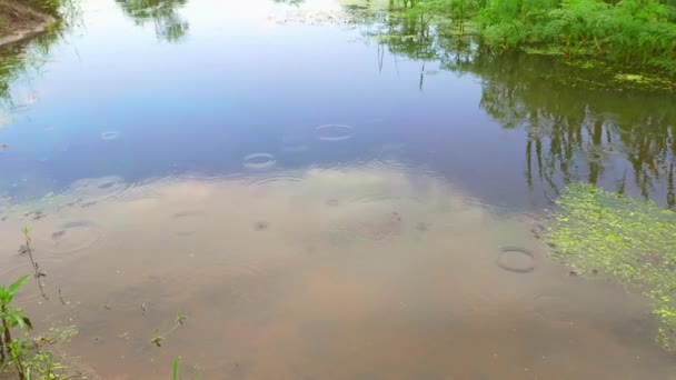 湖面上的雨滴 自然景观 天空在水中的反光 天然水库 水上植物 海岸线 钓鱼的地方 — 图库视频影像