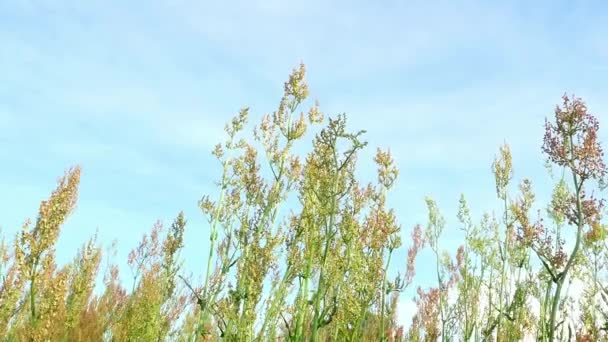 雲と青空に対するフィールド植物 曇った風景背景画像 陽射し 夏の暑さ — ストック動画