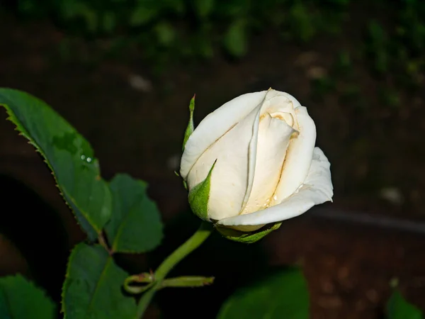 Blühende Blütenknospen Einer Weißen Gartenrose Gartenarbeit Floristik Blumen Anbauen Festlicher — Stockfoto