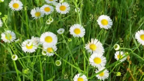 White Daisies Wildflowers Sway Wind Meadow Admire View Petal Leaves — Stock Video