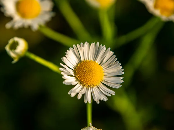 Flor Branca Margarida Selvagem Luz Sol Imagem Fundo Admire Vista — Fotografia de Stock