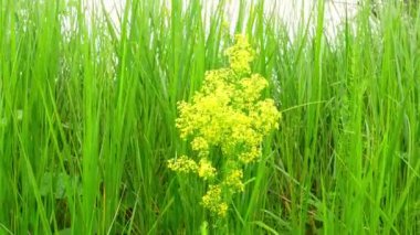 Rüzgardaki yeşil çimlerin arka planında kır çiçekleri.