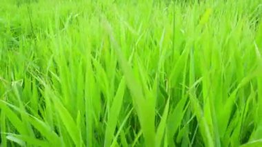 Çayırda rüzgarlı havada yeşil çimenler.