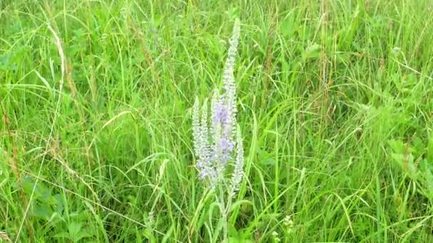 Fleurs sauvages sur un fond d'herbe verte dans le vent. — Video