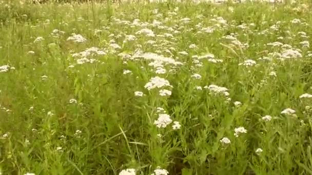 Polne kwiaty na tle zielonej trawy na wietrze. — Wideo stockowe