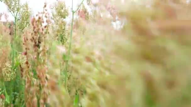 Marcher à travers des broussailles d'herbe dans une prairie.