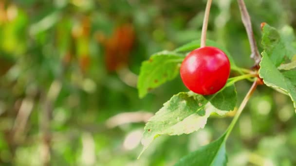 Червона вишня на гілці дерева . — стокове відео