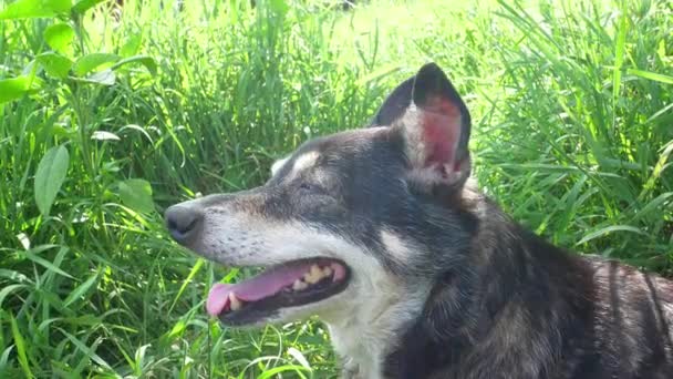 Cão Jardim Fundo Grama Verde Sol Animais Estimação Cão Doméstico — Vídeo de Stock