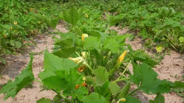 Uma Fileira Legumes Abobrinha Campo Fazenda Patison Agricultura Vegetais Jardim — Vídeo de Stock