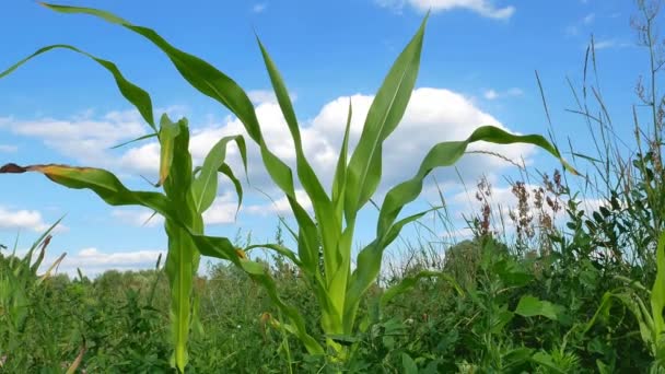 Milho Parte Fundo Céu Azul Com Nuvens Campo Agrícola Agricultura — Vídeo de Stock