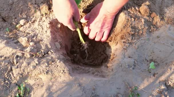 Den Stiel Der Gurke Mit Den Händen Einpflanzen Ackerbau Landwirtschaft — Stockvideo