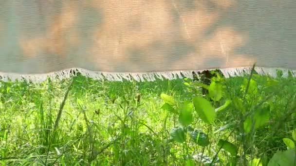 太陽の下で風の中でファブリックベッドを乾燥させます 背景画像 緑の草 陽射し 植物の影 — ストック動画