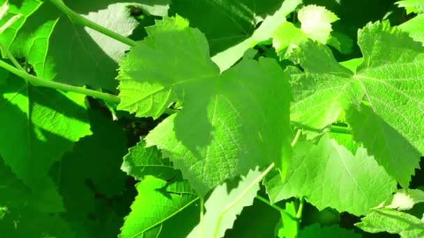 Foglie Verdi Della Vite Sole Vinificazione Vigneto Succo Uva Settore — Video Stock