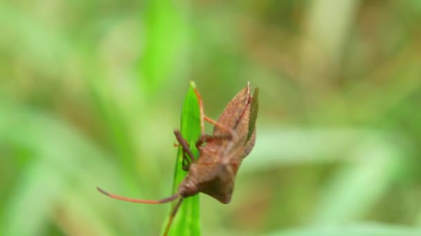 Halyomorpha Halys Kever Een Plantenblad Insecten Veldplanten Bloemen Een Video — Stockvideo