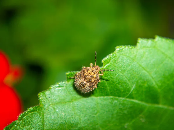 Halyomorpha Halys Kever Een Plantenblad Insecten Veldplanten Bloemen Macro Foto — Stockfoto