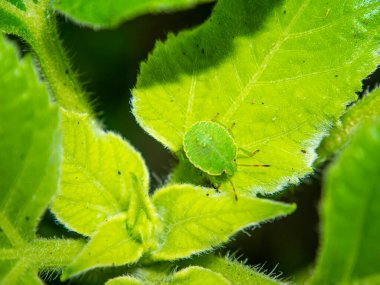 Bitki yaprağında Halyomorpha halys böceği. Böcekler. Tarla bitkileri ve çiçekler. Makro fotoğraf. Doğal dünya. Yolculuk. Böcek Böceği.