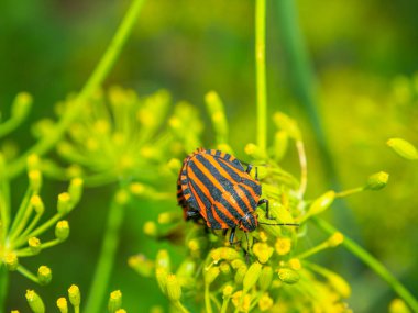 Bitki yaprağında Halyomorpha halys böceği. Böcekler. Tarla bitkileri ve çiçekler. Makro fotoğraf. Doğal dünya. Yolculuk. Böcek Böceği.