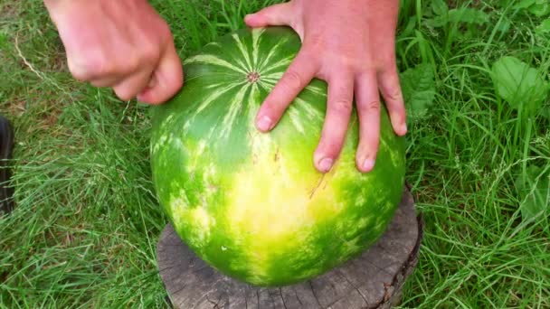 Skär Vattenmelon Med Kökskniv Med Händerna Mänskliga Händer Mat Och — Stockvideo