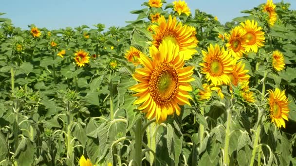 Champ fleuri de tournesols contre le ciel bleu. Champ agricole. L'agriculture. Clip vidéo publicitaire. Lumière du soleil. Temps venteux. En plein air. Saison estivale. Admirez la vue.