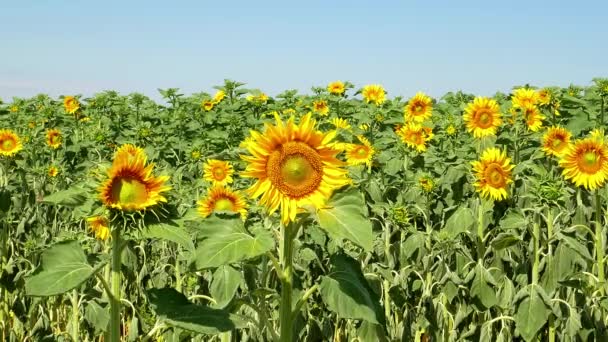 Bloeiend Veld Van Zonnebloemen Tegen Blauwe Lucht Boerderij Veld Landbouw — Stockvideo