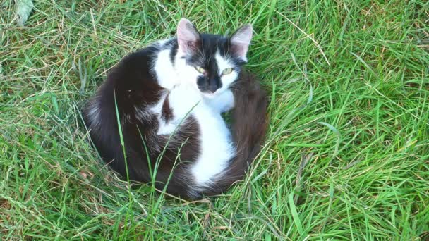 Gato Yace Sobre Hierba Verde Mascotas Gatos Sin Hogar Cara — Vídeo de stock