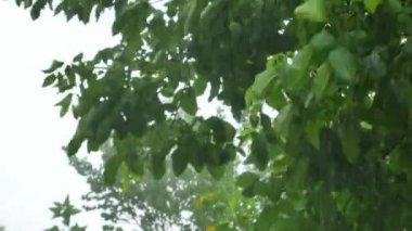 Rüzgarda, yağmurda ağacı savurur. Fırtına. Sağanak yağmur. Sonbahar yağmuru. Kasırga. Kasırga. Rüzgarlı bir hava. İklim değişikliği. Yaz sezonu. Pencereden bak. Manzaraya hayran kaldım. Manzara. Video.