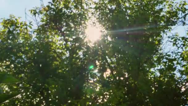 Rayos Sol Través Ramas Árboles Verdes Deslumbramiento Solar Clima Ventoso — Vídeo de stock