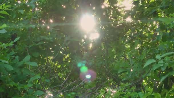 Rayos Sol Través Ramas Árboles Verdes Deslumbramiento Solar Clima Ventoso — Vídeo de stock