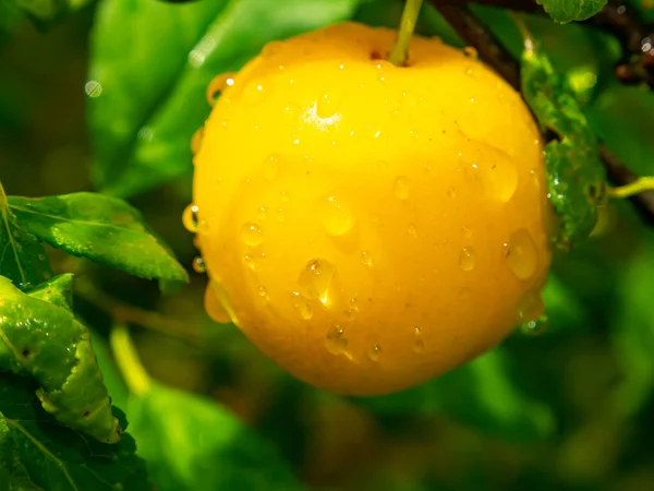 Plum Fruit Berry Rain Water Drops Yellow Plum Orchard Gardening — Stock Photo, Image