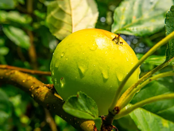 Apple Fruit Drops Rain Water Tree Branch Green Apple Orchard — Stock Photo, Image