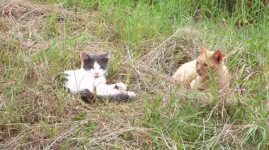 İki kedi çimlerin üzerinde dinleniyor. Evcil kedi. Kedicik. Bir kedi ailesi. Yırtıcı hayvan. Kamp yapmak. Yeşil çimenler. Arkaplan resmi. Hayvan suratlı. Evcil hayvan dükkânı. Mesaj için yer. Rüzgarlı hava.