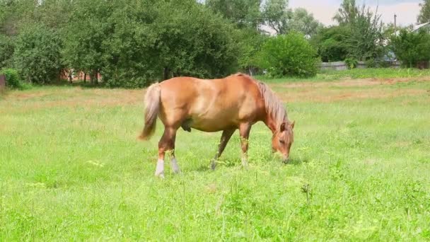 Das Braune Pferd Frisst Gras Auf Einer Grünen Weide Viehweiden — Stockvideo