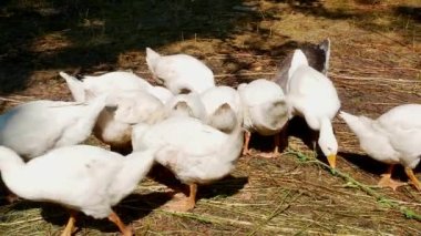 Çiftlikte kümes hayvanlarını besleyen kazlar. Kümes hayvanları bakımı. Tarım. Beyaz kazlar. Tüylü aile. Video.