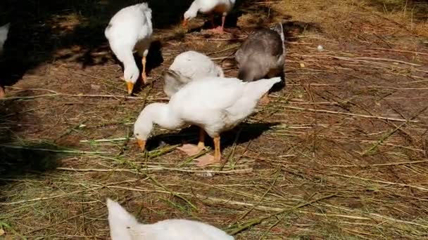 Füttern Von Geflügelgänsen Gras Auf Dem Hof Geflügelhaltung Landwirtschaft Weiße — Stockvideo