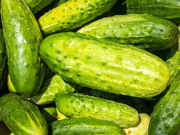 Hasat Edilen Salatalık Turşusu Sebzeleri Yemek Fotoğrafı Vejetaryen Yemeği Tarım — Stok fotoğraf