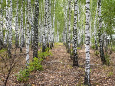 Korulukta bir sıra beyaz huş ağacı. Manzara fotoğrafı. Manzaraya hayran kaldım. Arkaplan resmi. Doğal arka plan. Manzara görüntüsü. Ağaçlar ve bitkiler. Yılın mevsimleri.